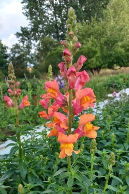 Lejongap Rocket Bronze F.1