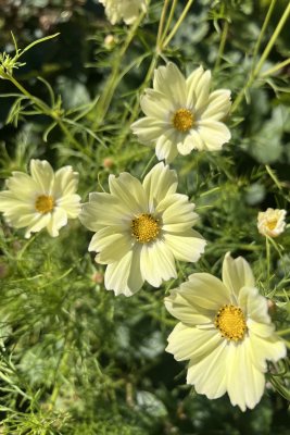 Rosenskära Xanthos