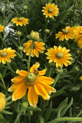Sommarrudbeckia Prairie Sun