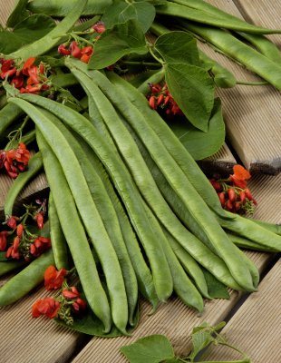 Blomsterböna Scarlet emperor