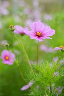 Rosenskära Sensation Mix eko