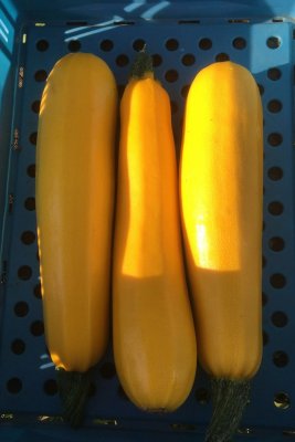 Solara squash