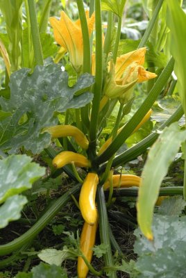 gold rush zuccini