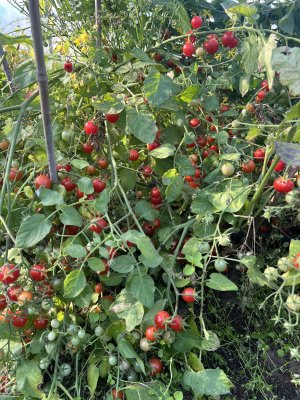 Sterntaler minitomat