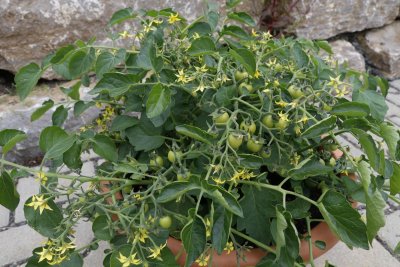 Sterntaler minitomat