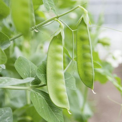 Sockerärt Sweet Horizon