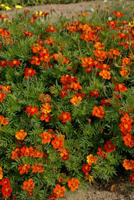 tagetes high dune