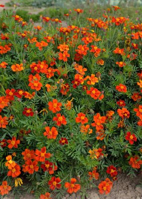 Tagetes high dune