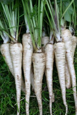 Tender and True palsternacka