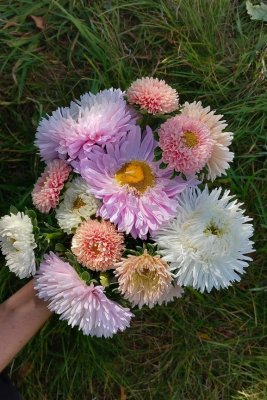 sommaraster the roses mixture