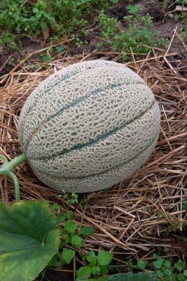 Tirreno melon