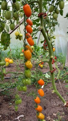 körsbärstomat ormato