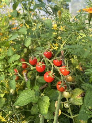 Sterntaler minitomat