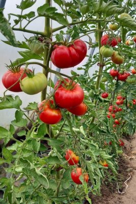 Vladivostok bifftomat