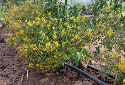 Yellow Clementine tomat
