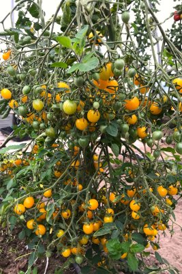 Yellow Clementine tomat