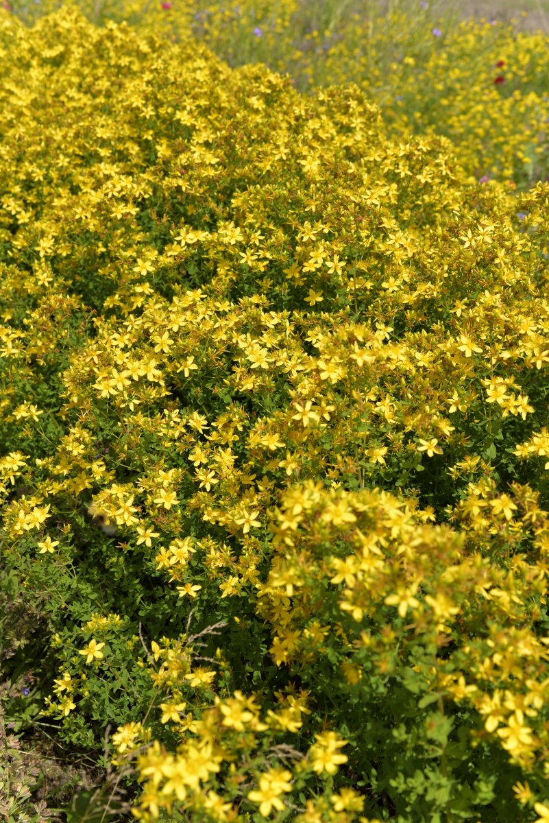 Köp frö till johannesört – Lättodlad och dekorativ