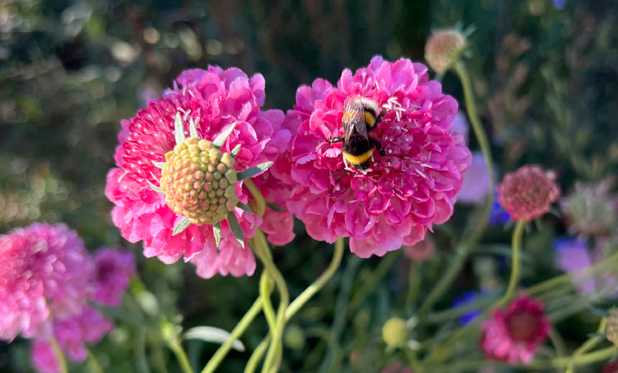 Biologisk mångfald – Pollinerare