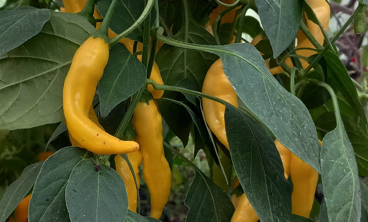 Chilifrö