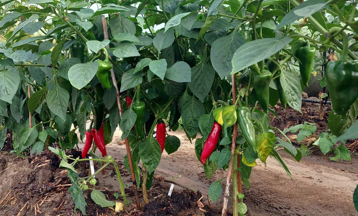 Chiliodling 