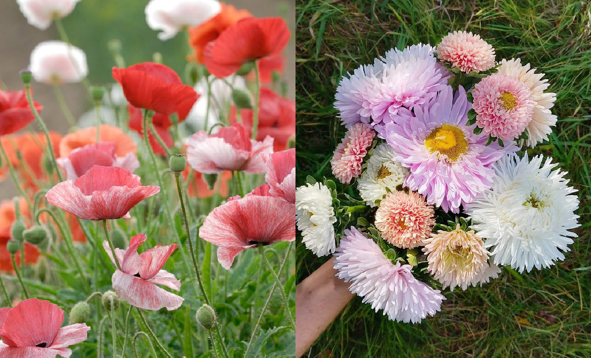Direktsådd av blommor