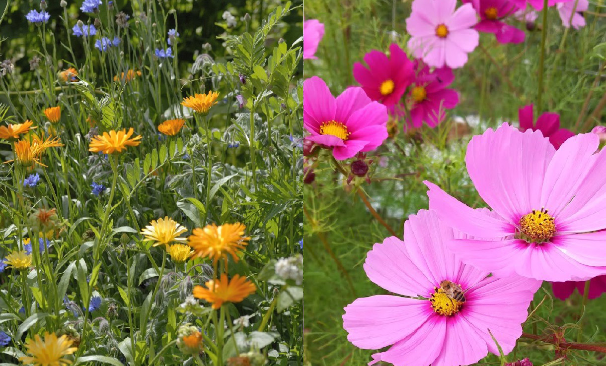 Blomsterblandningar för Biologisk mångfald och pollinatörer