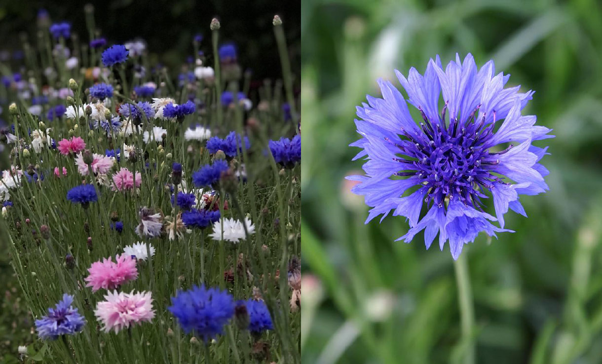 Odla Blåklint som snittblomma