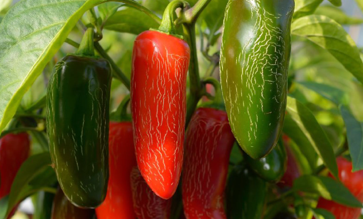 Ekologiskt chilifrö 