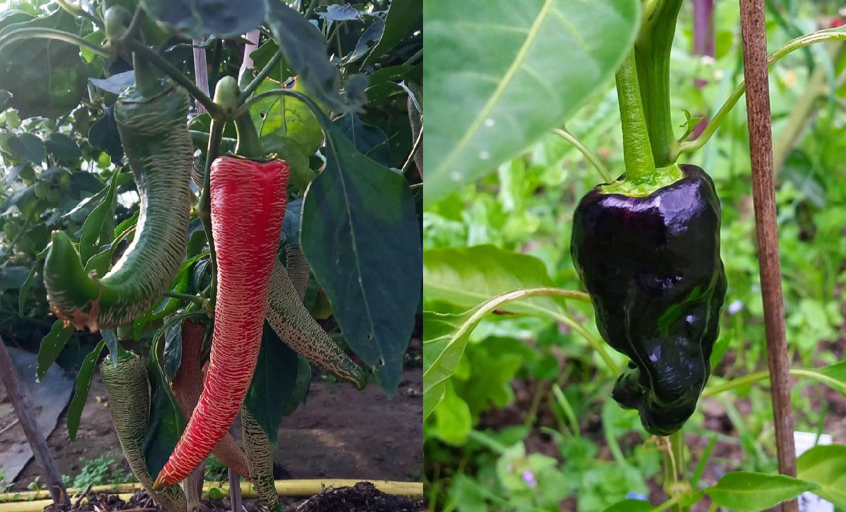 Ekologiskt chilifrö Elefant och Padron 
