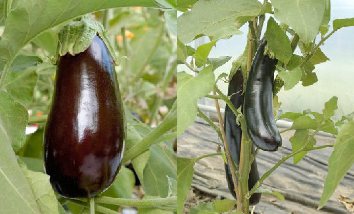 Så lyckas du med att odla aubergine