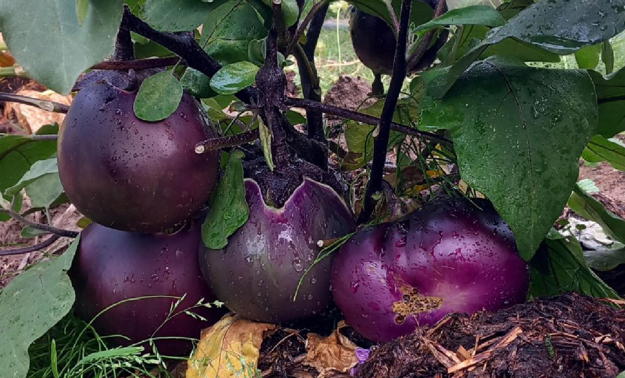Skötsel och skörd av aubergine