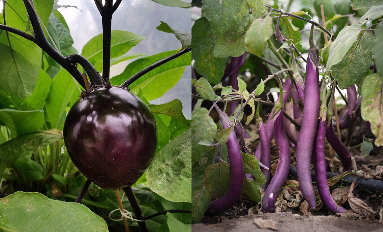 Välj rätt aubergine frö
