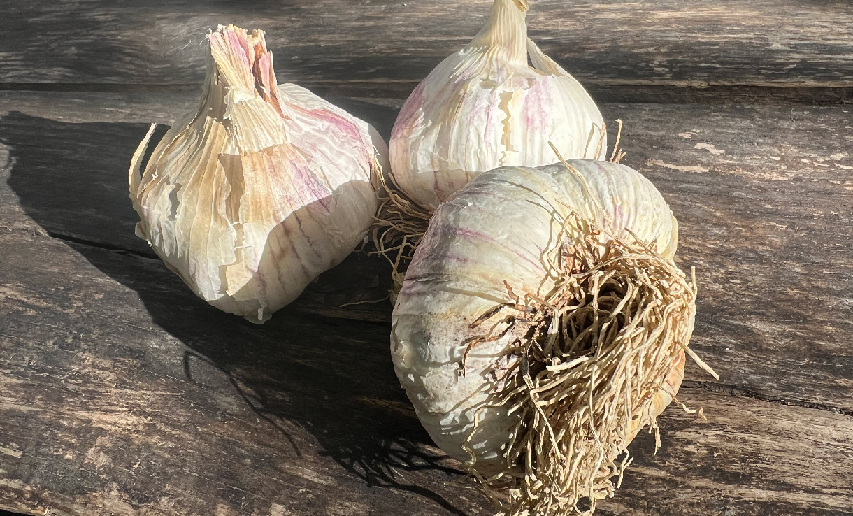 Ekologisk sättlök – Vitlök