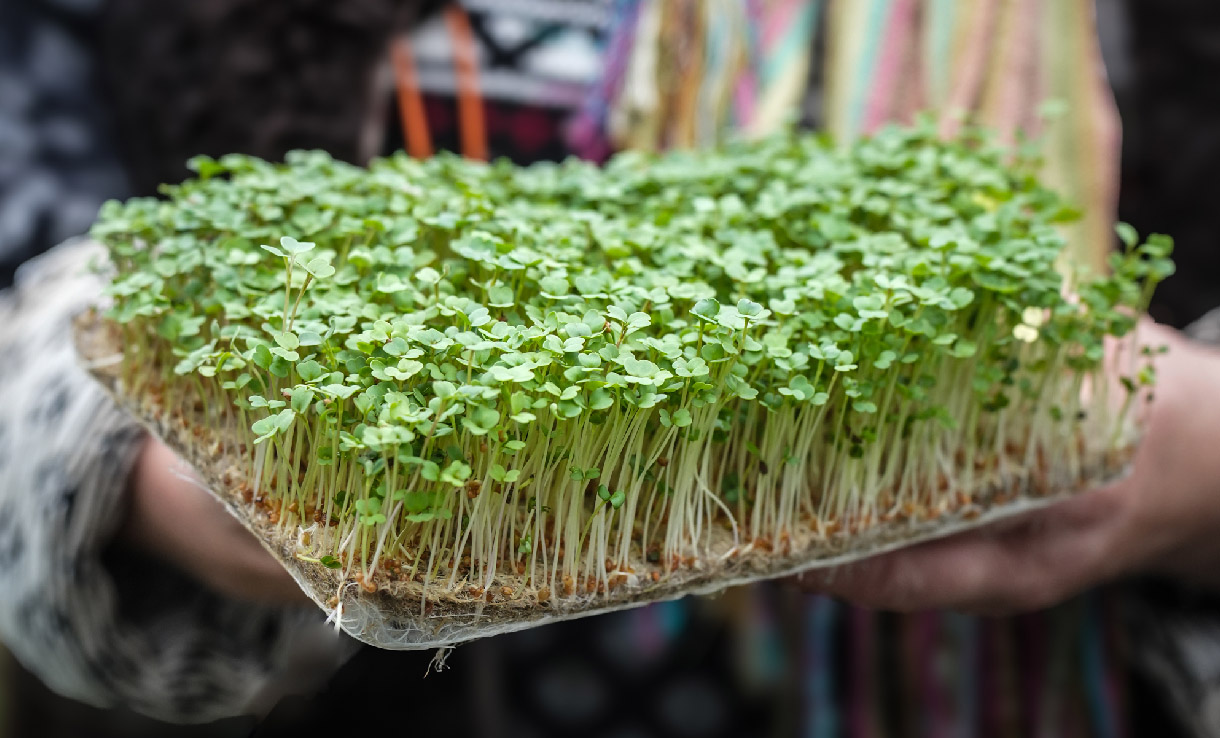 Omskolning och Omplantering