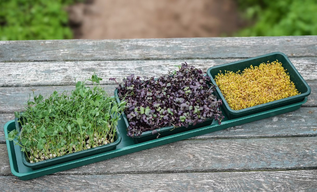 Omskolning och Omplantering