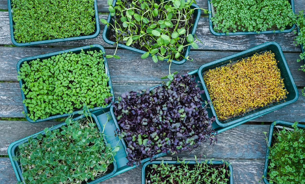 Omskolning och Omplantering