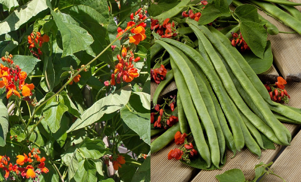 Odla Blomsterbönor