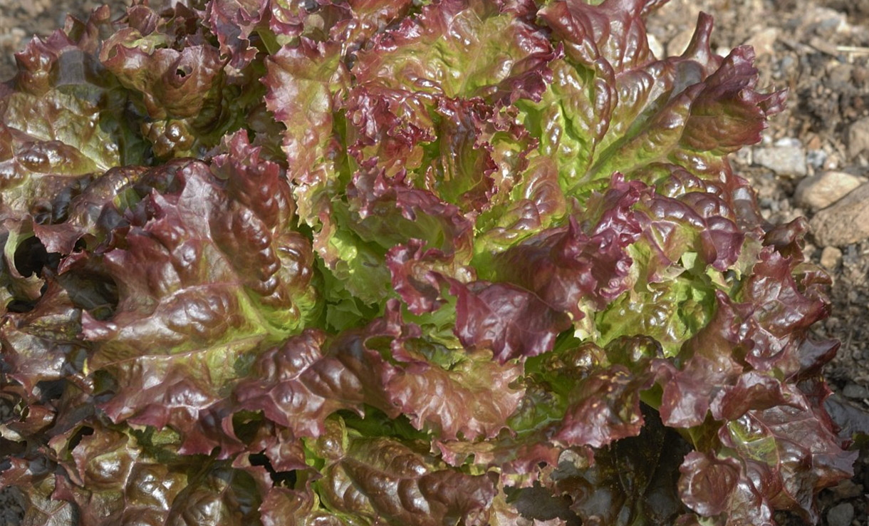 Sallat och gröna blad i överflöd
