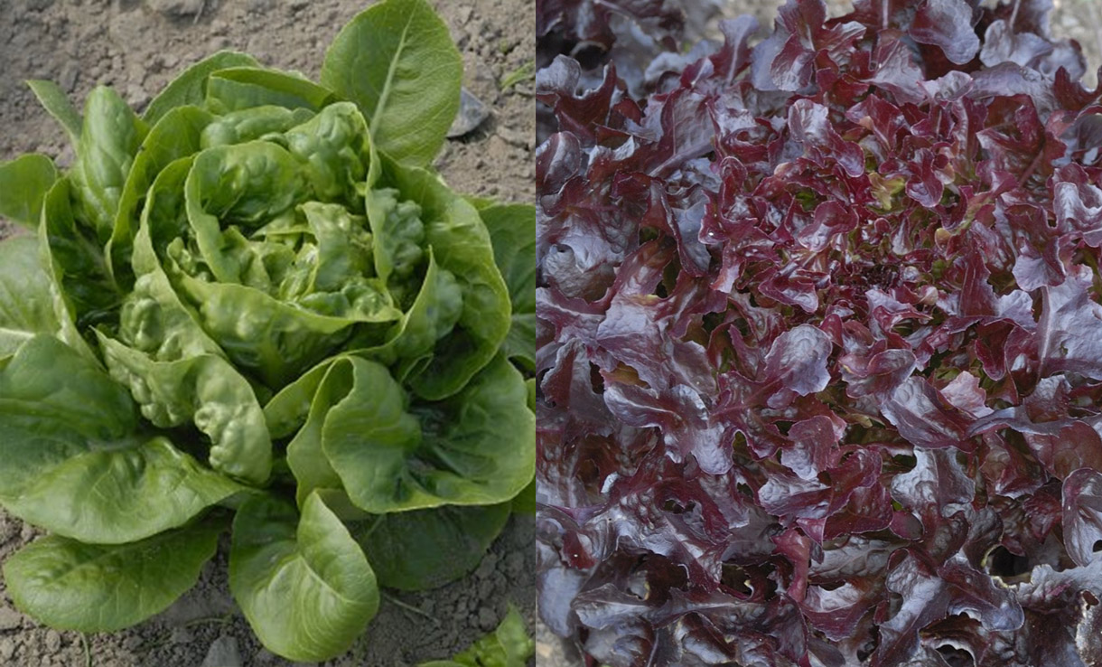 Romansallat och bataviasallat