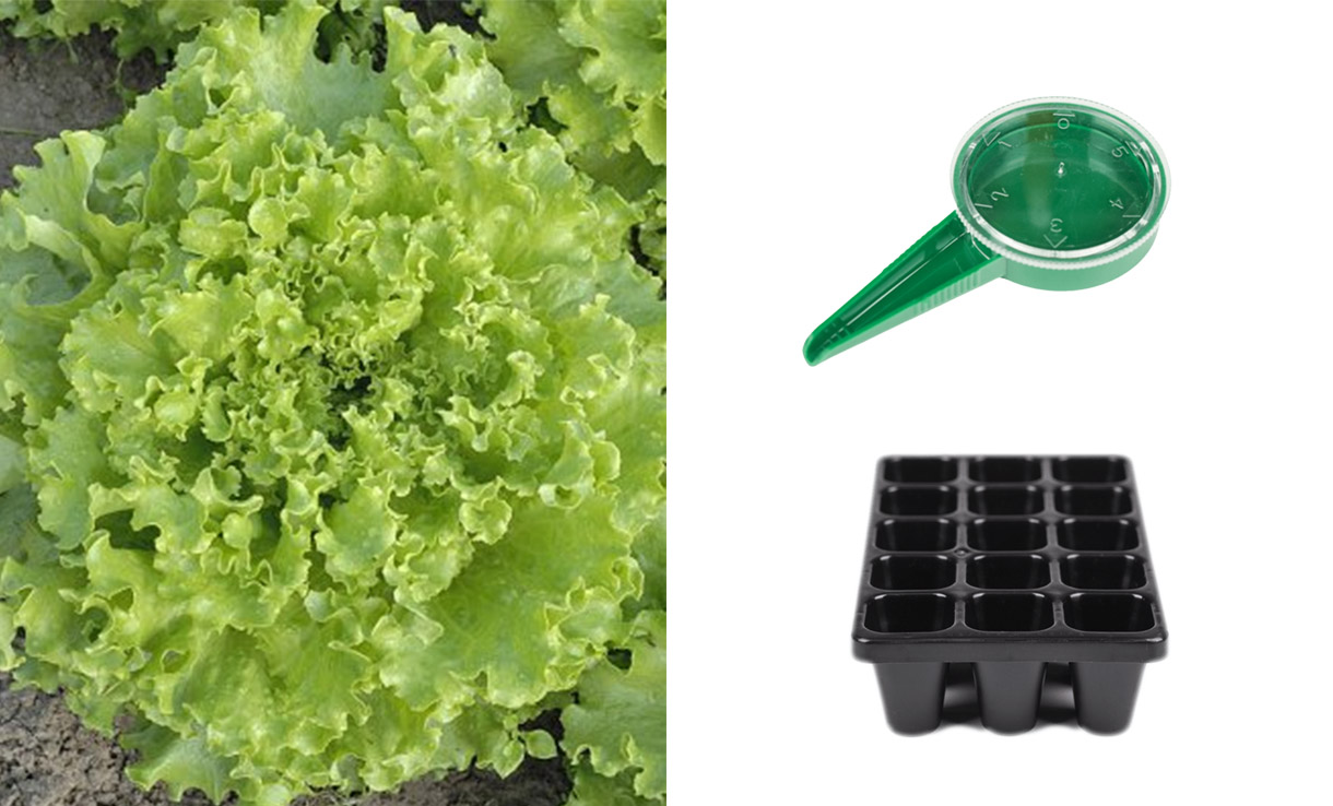 Bataviasallat, sådosa och pluggbrätte