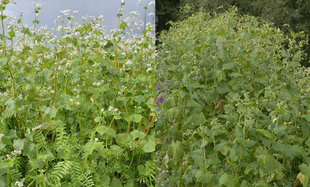 Gröngödsling – odla din egen gödsel och förbättra jorden naturligt