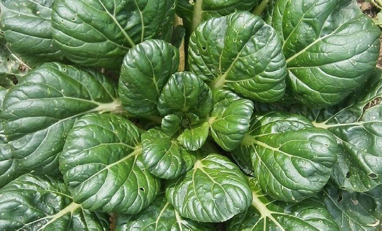 Biodynamisk tomat