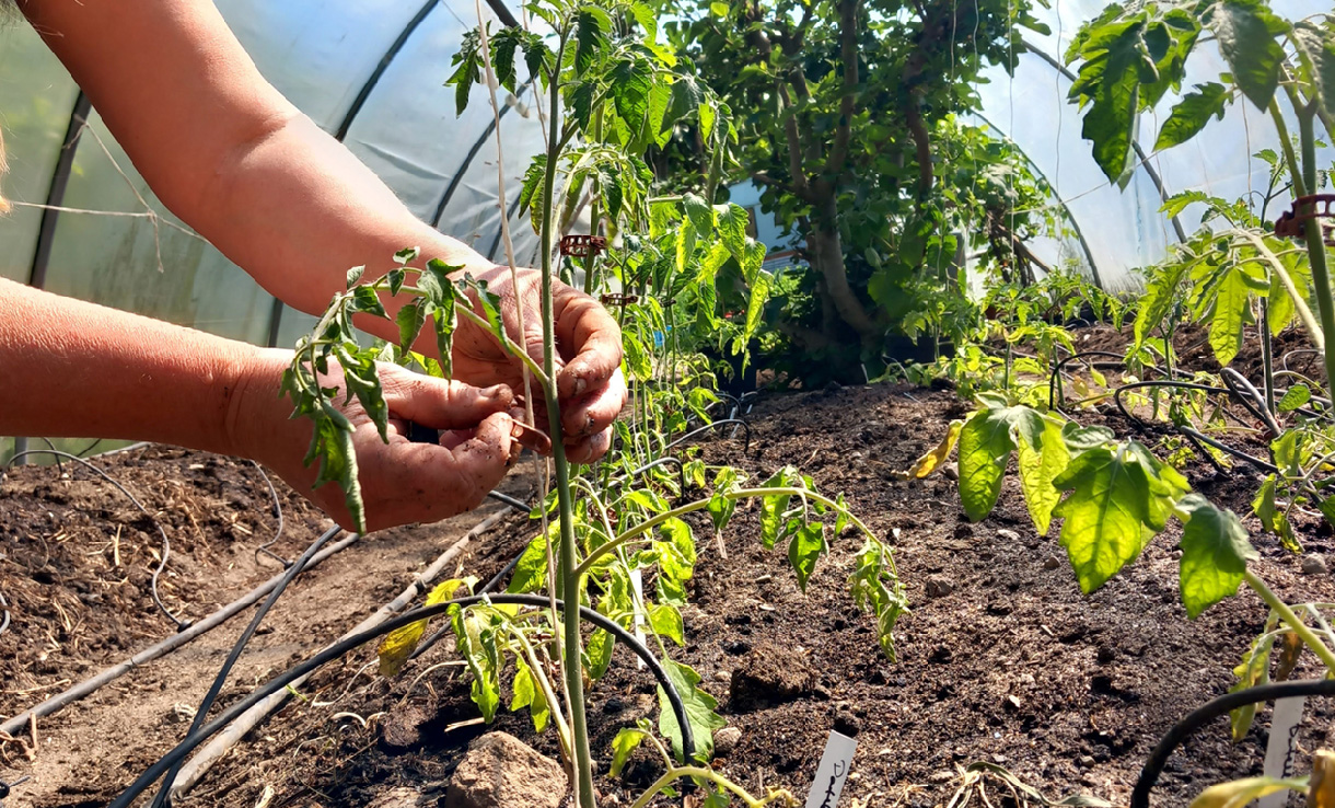 Biodynamisk odling