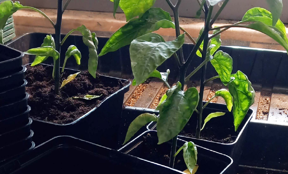 Omskolning av plantor