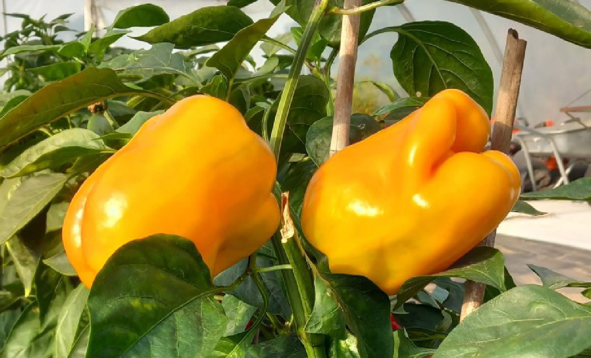 Biodynamisk paprika