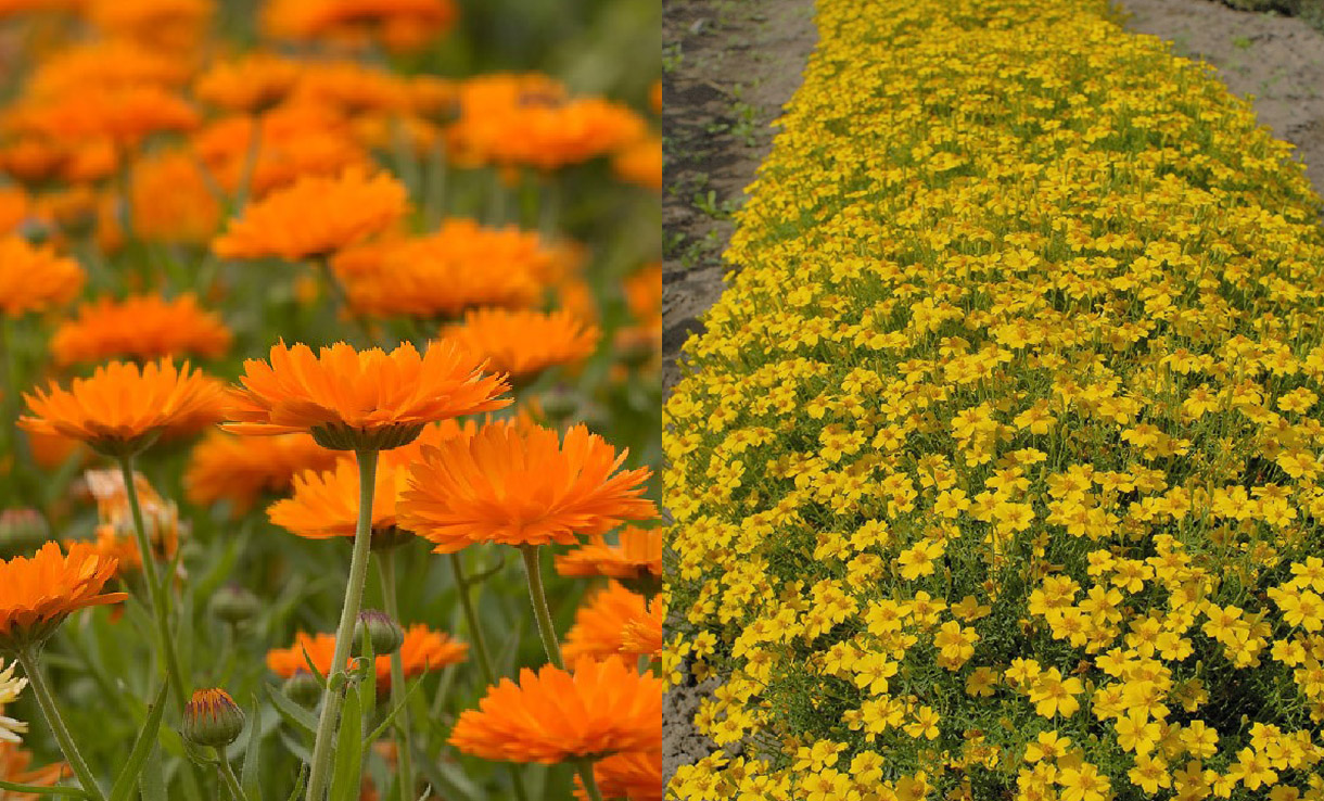 Samodla blommor och grönsaker