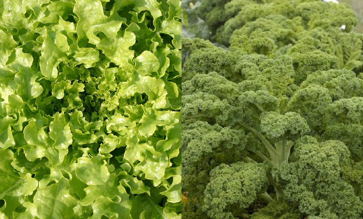 Samodla Sallat och gröngkål