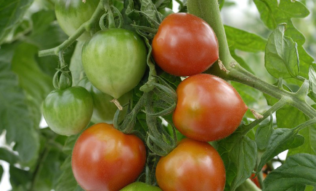 Biodynamisk tomat