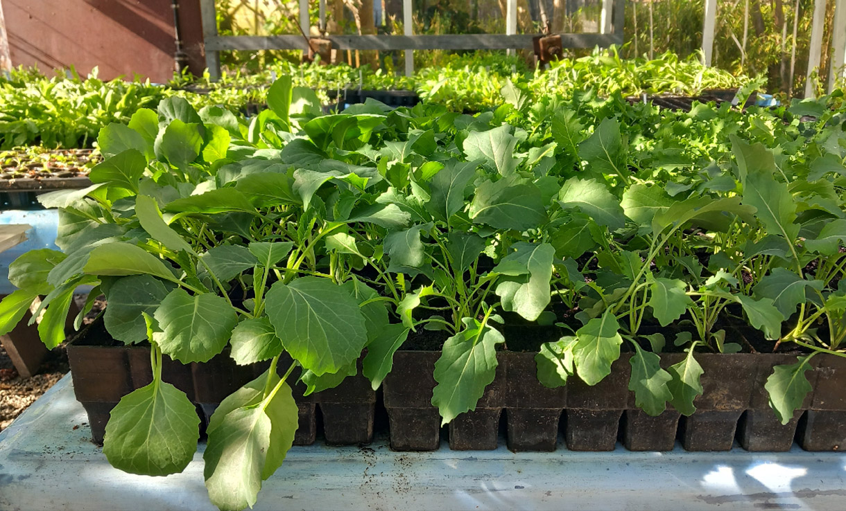 Dags för avhärdning och utplantering