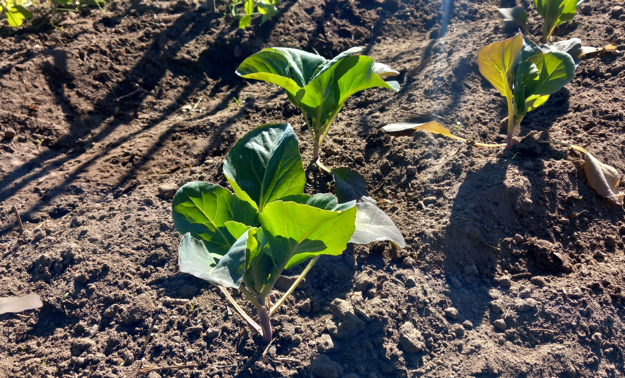 Avhärdning och utplantering